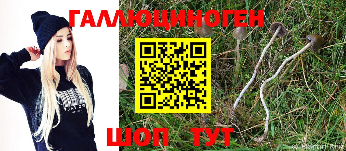 Миллерово  Галлюциногенные грибы Psilocybine cubensis  Вход с VPN 