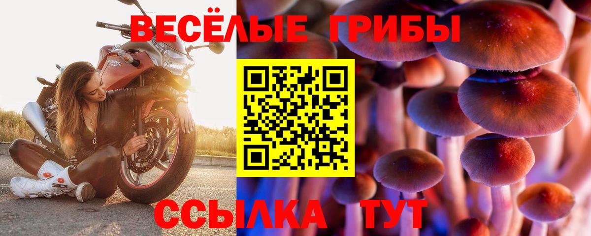 Псилоцибиновые грибы Psilocybine cubensis Миллерово
